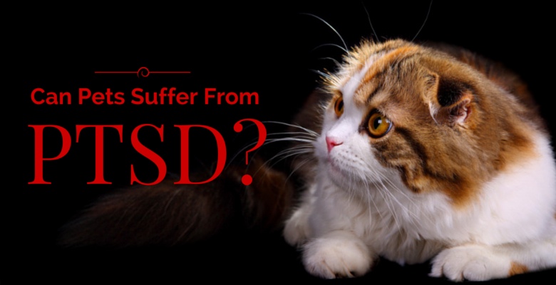 Animals Suffering PTSD Trauma